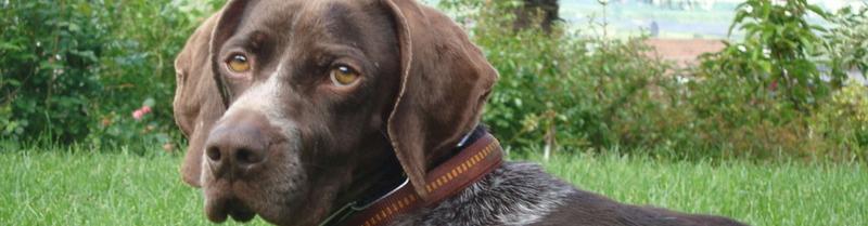 Amici degli animali Amici degli animali