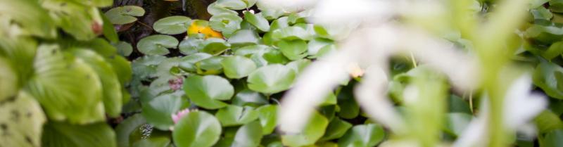 Our guests Our guests